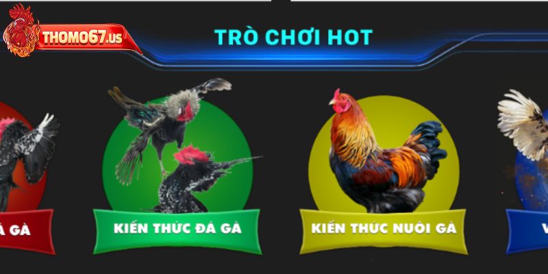 Thông tin cơ bản về Thomo67 là gì cho các kê thủ